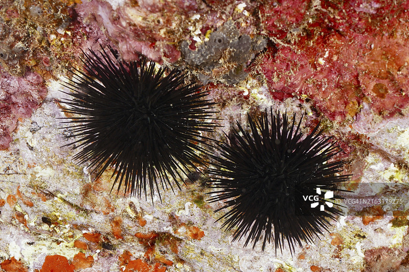 两只黑海胆吸附在水下岩石上图片素材
