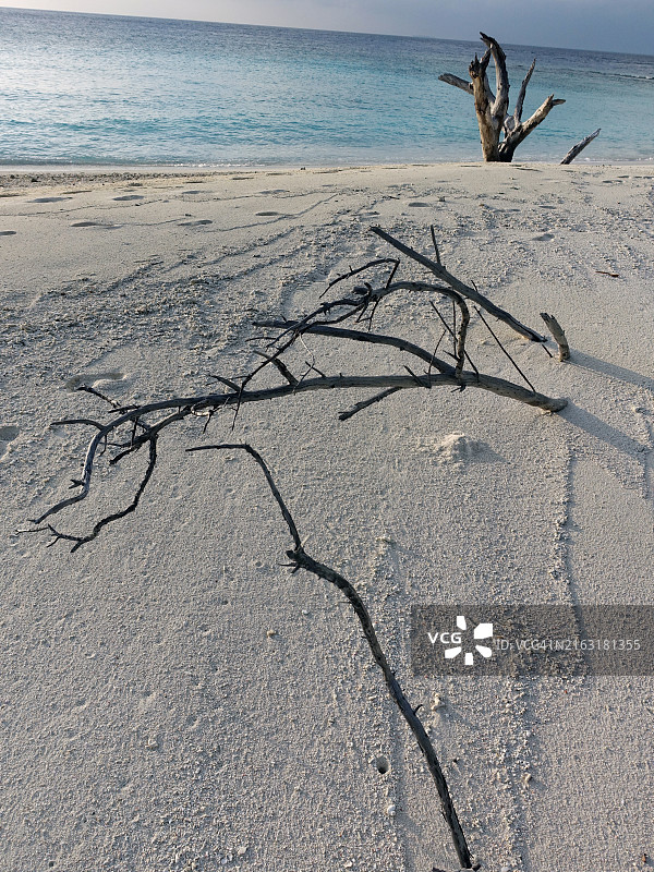 有树枝的海滩图片素材