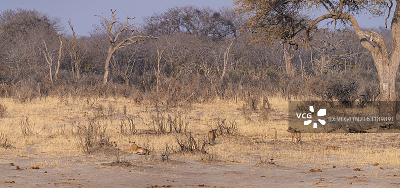 冬季津巴布韦万基国家公园内的一群狮子图片素材