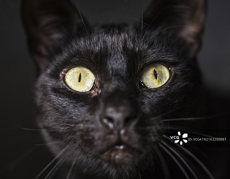 深色背景上可爱的黑猫特写图片素材