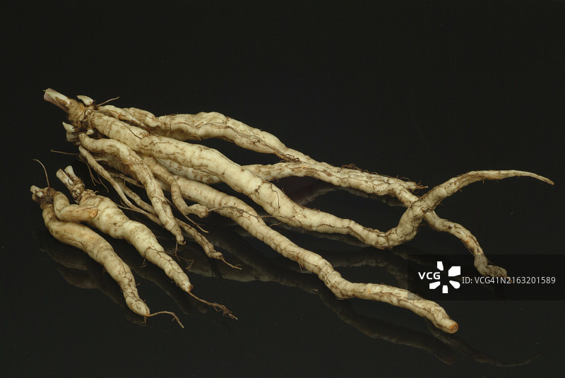 蔬菜、植物、食物、农业、园艺、糖根的根、伞形科植物、欧洲防风草，过去在中欧种植的古老有用植物，因为它的甜根肉，当时糖仍然稀有且昂贵图片素材