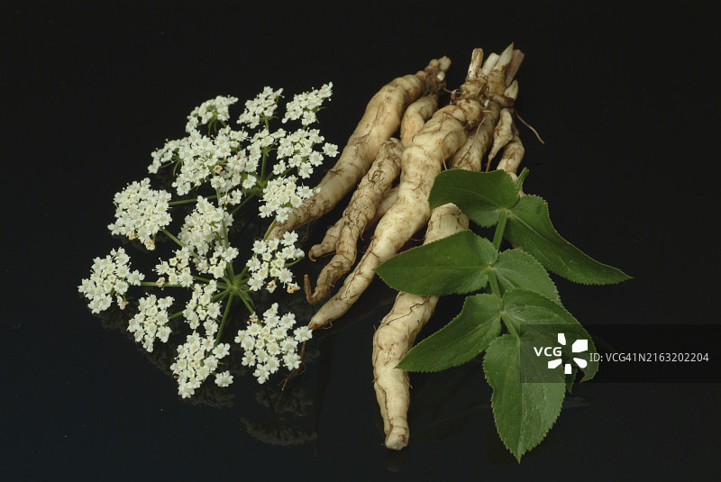 蔬菜、植物、食物、农业、园艺、糖根的根、伞形科植物、欧洲防风草，过去在中欧种植的古老有用植物，因为它的甜根肉，当时糖仍然稀有且昂贵图片素材