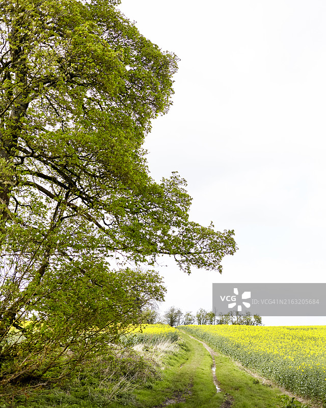 威尔特郡的春天图片素材