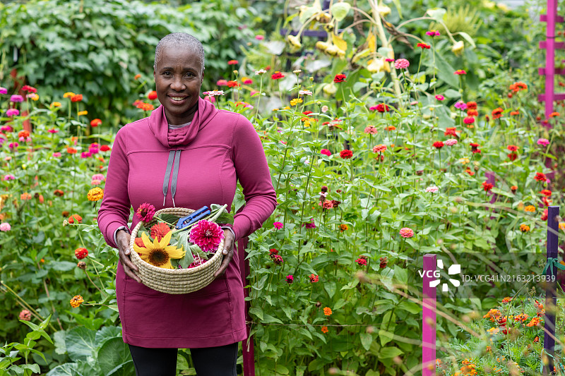 中年妇女在郊区花园里采摘蔬菜图片素材