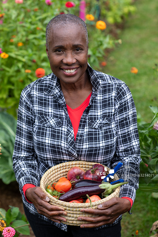 中年妇女在郊区花园里采摘蔬菜图片素材