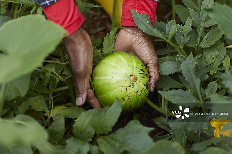 中年妇女在郊区花园里采摘蔬菜图片素材