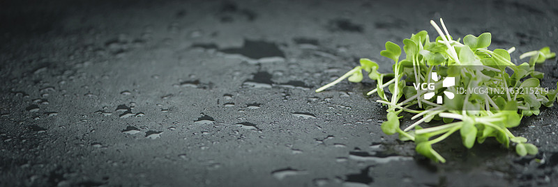 石板上的新鲜豆瓣菜（选择性对焦，特写镜头）图片素材