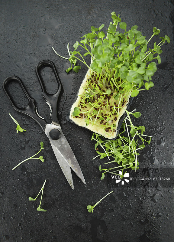 石板上的新鲜豆瓣菜（选择性对焦，特写镜头）图片素材