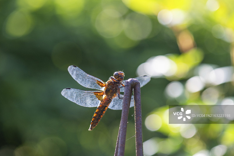 巴伐利亚的黄翅蜻图片素材