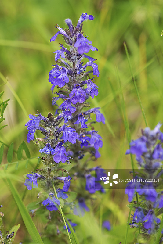 蓝 Bugle（Ajuga genevensis），巴伐利亚，德国，欧洲图片素材