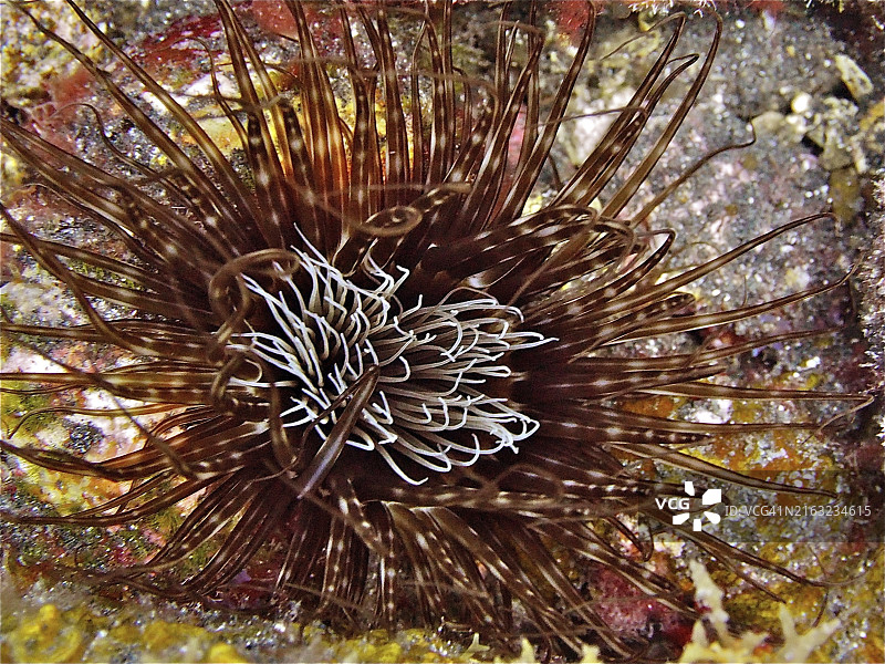 彩色管状海葵，触手修长，西班牙加那利群岛图片素材