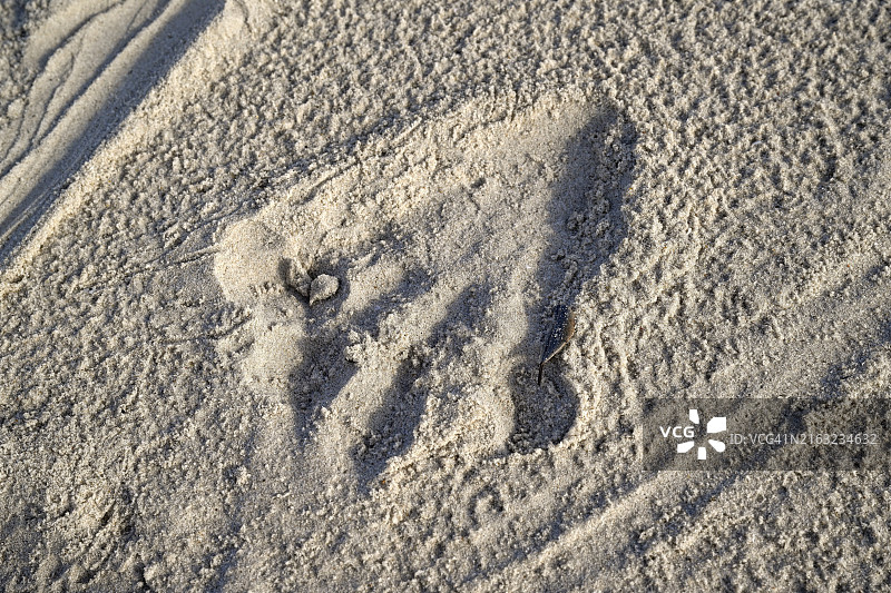 洛昂戈国家公园海滩上的鳄鱼足迹图片素材