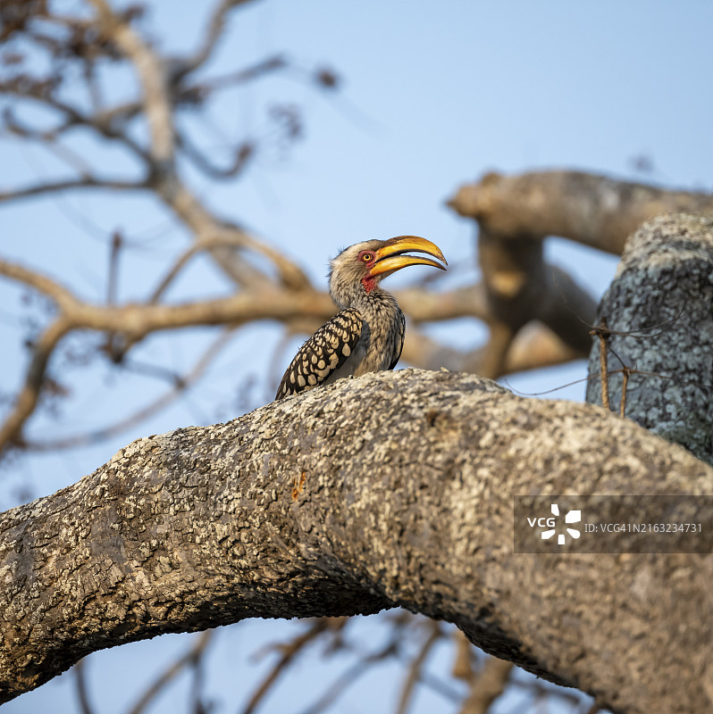 红环弯嘴犀鸟栖息在树干上，背景是蓝天，位于非洲南非克鲁格国家公园图片素材