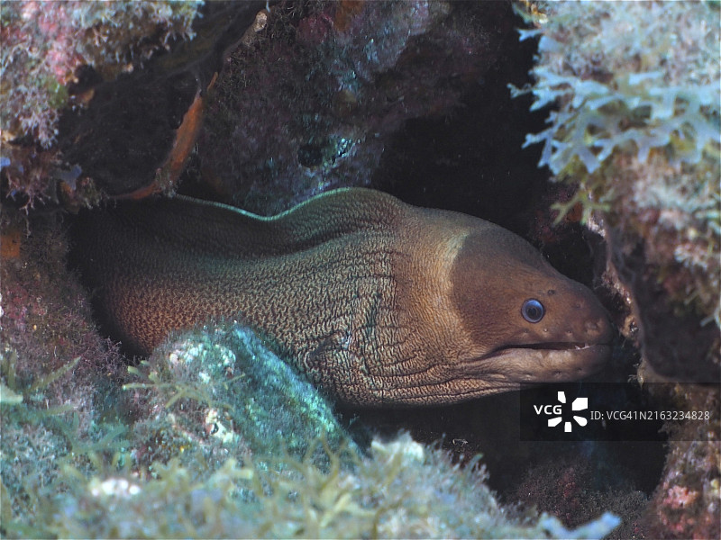 戴面罩的裸胸鳝(Gymnothorax unicolor),隐藏在海洋中绿色石头之间。潜水地点:西班牙拉帕尔马岛,加那利群岛,大西洋,欧洲,Puerto Naos图片素材
