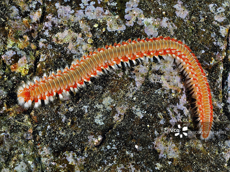 加那利群岛橙棕色毛鳞虫图片素材