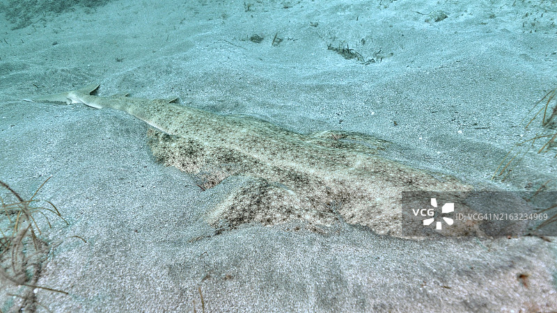 伪装天使鲨图片素材