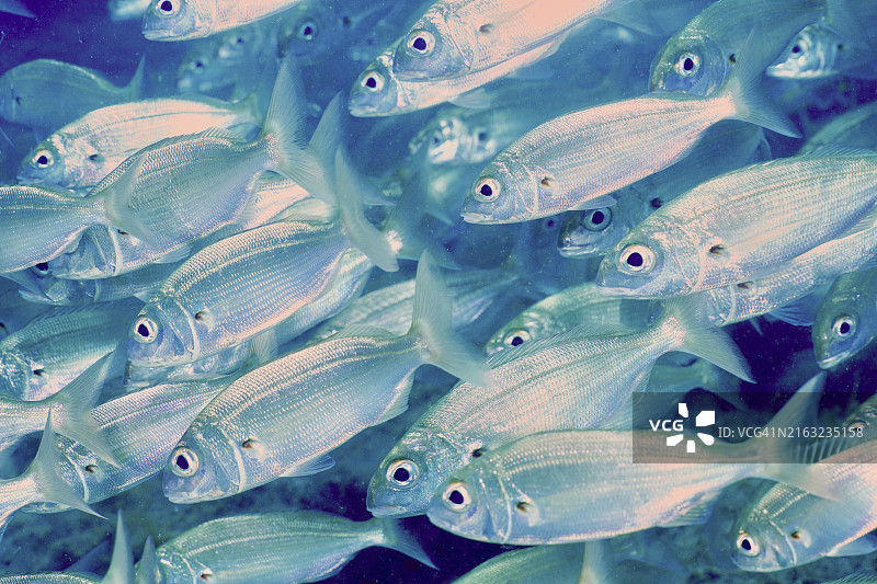 一群闪亮的鱼，腋窝鲷鱼（Pagellus acarne）在海中游泳。埃尔卡布隆海洋保护区，阿林纳加，大加那利岛，西班牙，大西洋，欧洲图片素材