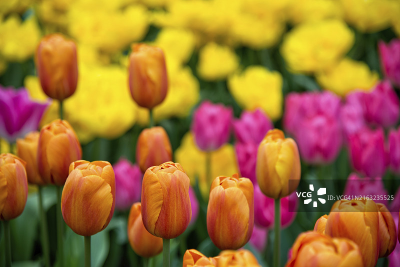 荷兰阿姆斯特丹郁金香花田细节图片素材