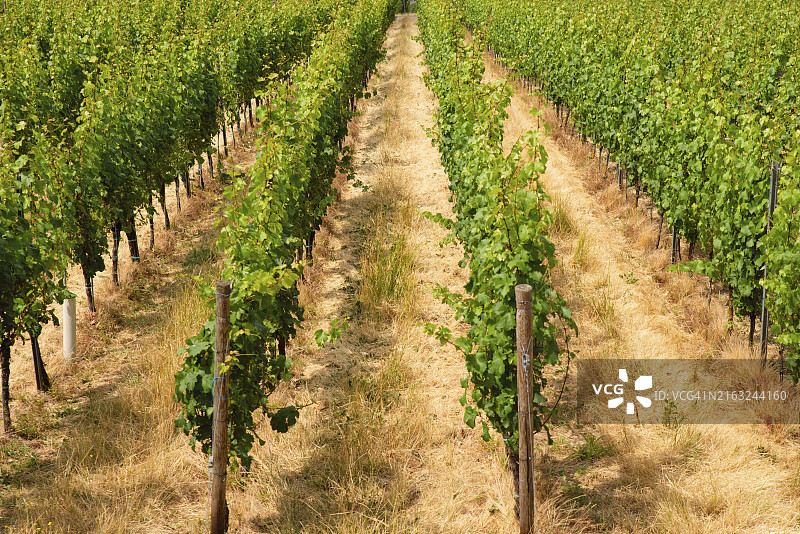 德国特里尔古罗马城市摩泽尔河谷的葡萄园，莱茵兰-普法尔茨的景观图片素材