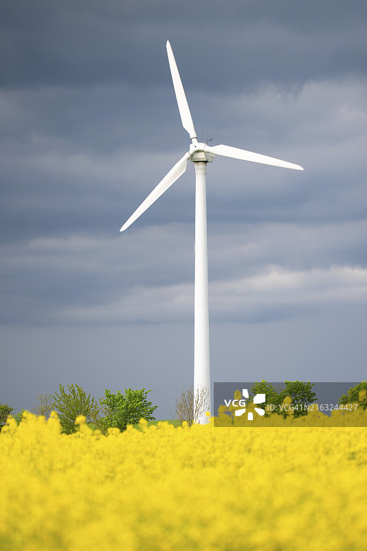 风车下的黄色油菜花田图片素材
