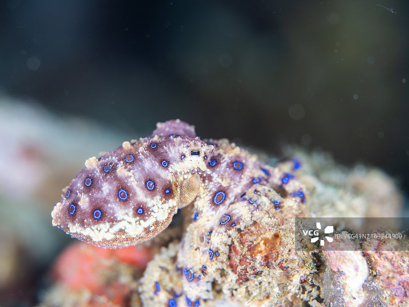 蓝环章鱼图片素材