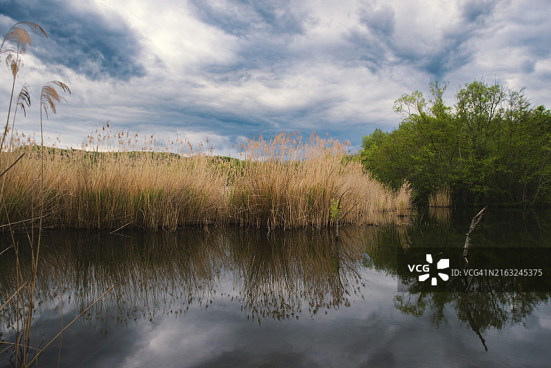 卢森堡的哈夫雷梅赫湿地，沼泽栖息地，自然保护区和生物群落，带芦苇的池塘图片素材