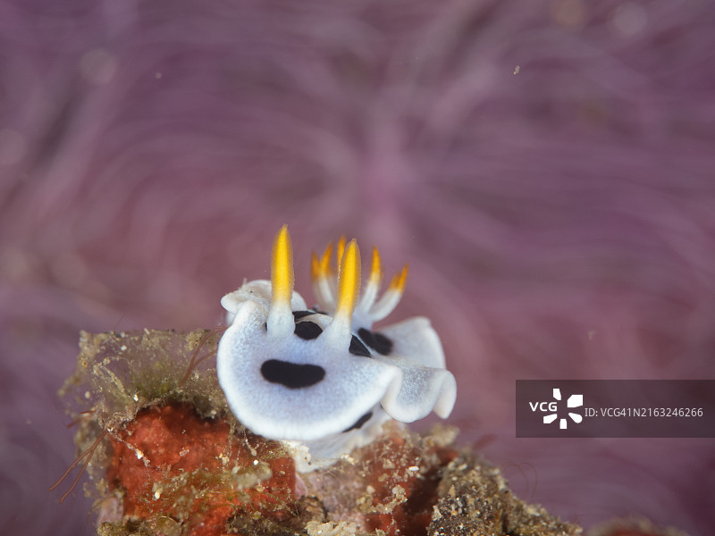 黛安娜多彩海蛞蝓图片素材