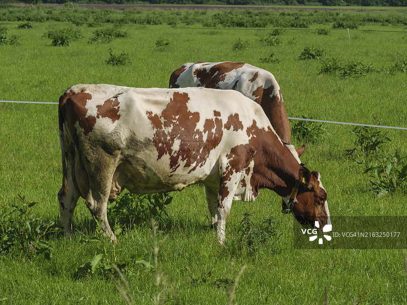 两头奶牛在荷兰海尔德兰省的绿色草地上平静地吃草图片素材