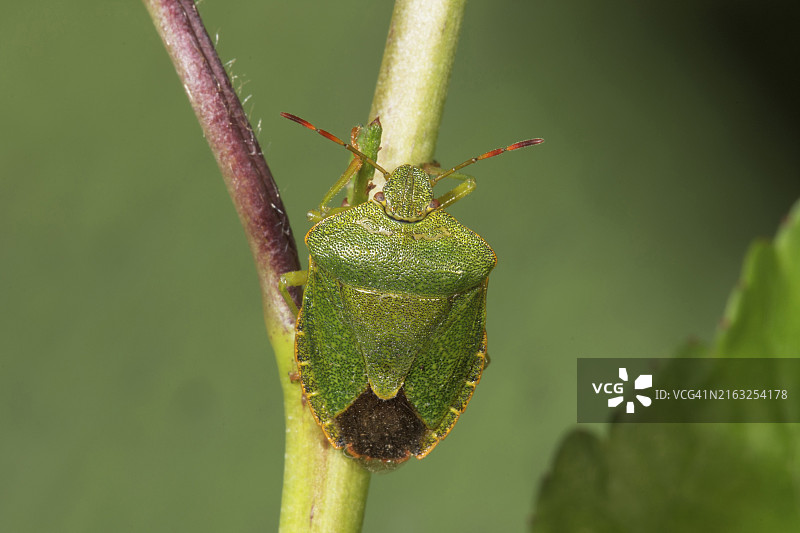 绿盾蝽（Palomena prasina）停留在植物茎上，德国巴登-符腾堡图片素材