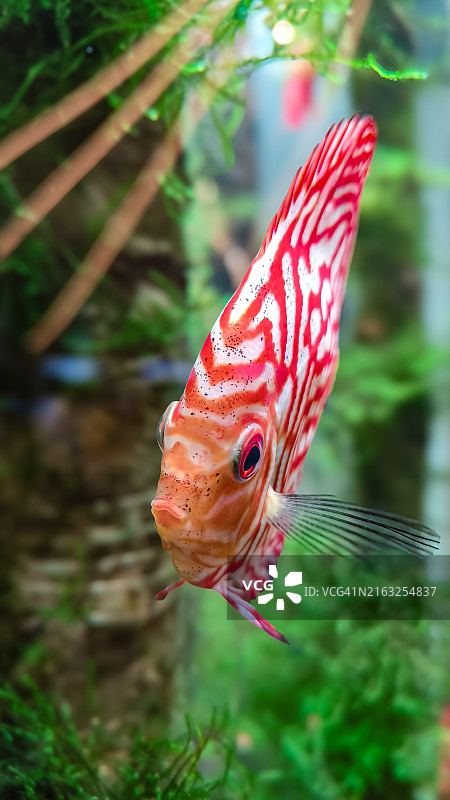 暹罗斗鱼在海中游泳特写图片素材