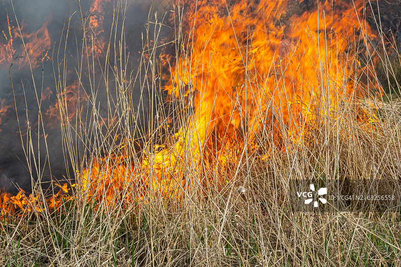 燃烧的干燥草地：红色火焰和烟雾中燃烧的泛黄干草图片素材
