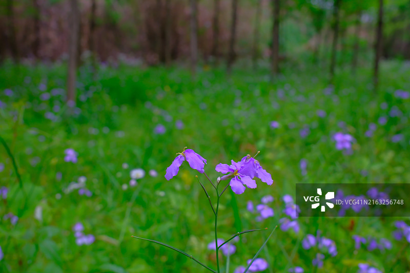 紫色开花植物的田野特写图片素材