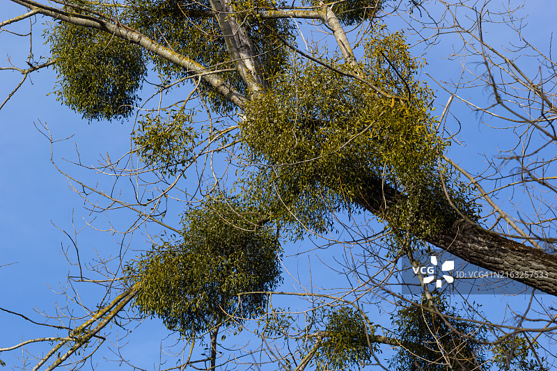 被槲寄生侵袭的枯萎病树图片素材
