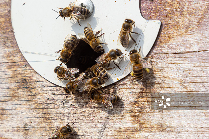 大量蜜蜂带着花蜜和花粉返回蜂巢图片素材