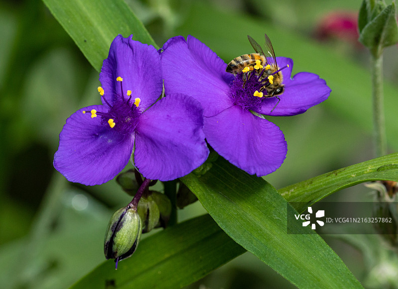 蜜蜂采集弗吉尼亚紫露草花蜜微距摄影图片素材