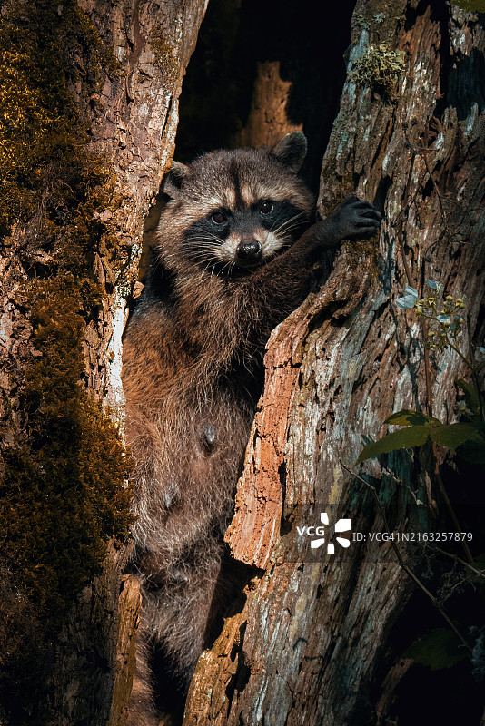 美国华盛顿州里奇菲尔德树干上的熊的特写图片素材