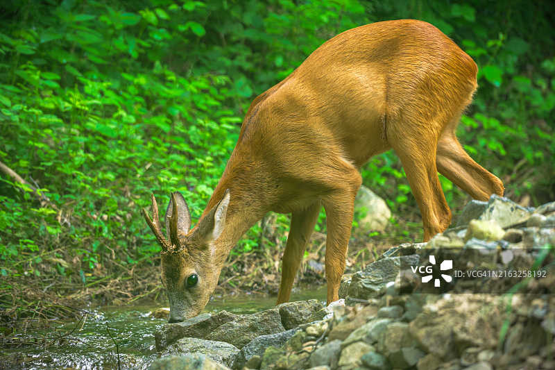 站立在岩石上的狍鹿侧视图图片素材