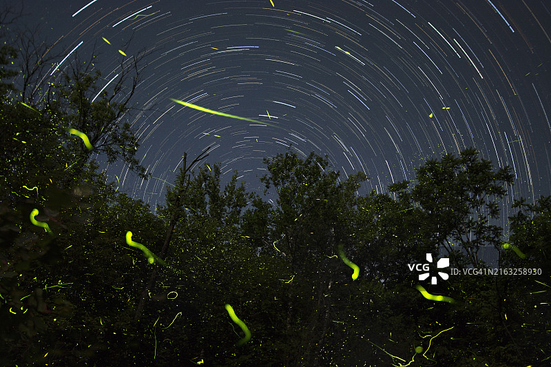 美国印第安纳州布卢明顿夜空下的树木美景图片素材