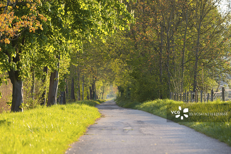 穿过小巷的道路，阳光下的树木，穿过自然的道路，春夏时节，田园诗般的小路图片素材