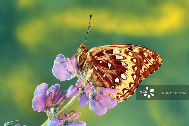 大斑点贝母蝴蝶图片素材