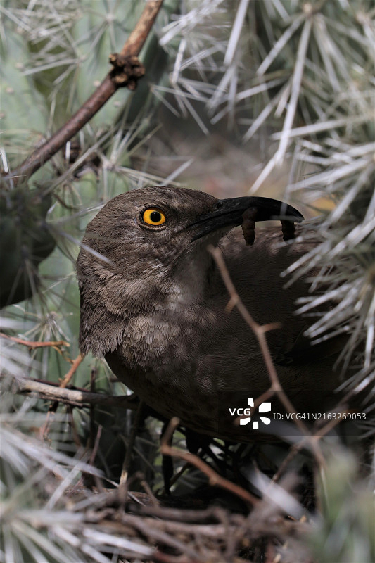 鸟儿栖息在树上的特写镜头图片素材