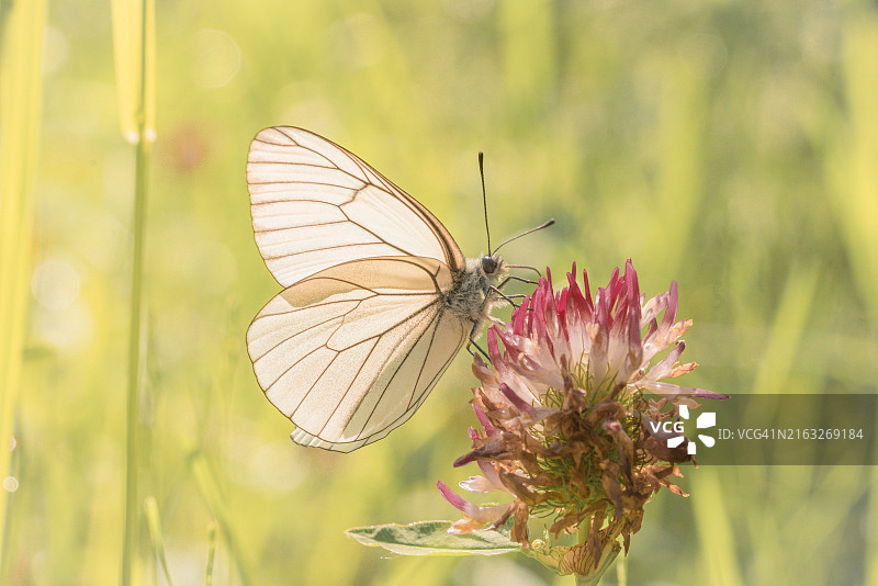 德国勃兰登堡花朵上的蝴蝶特写图片素材