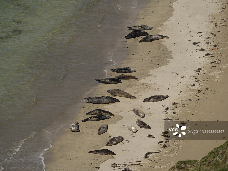 设得兰群岛勒威克海滩上的海豹图片素材