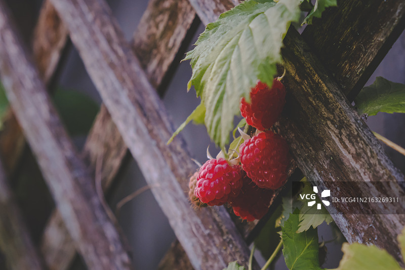 勃兰登堡生长的覆盆子特写图片素材