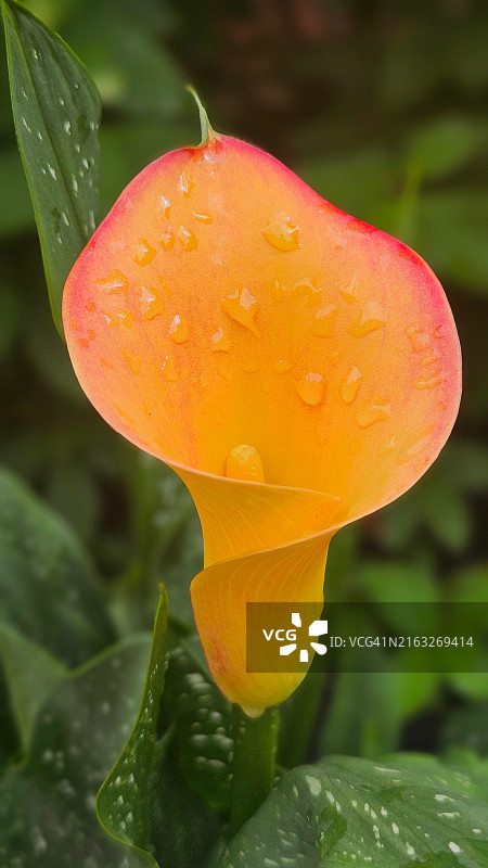 湿花特写，美国俄亥俄州杰罗姆斯维尔图片素材