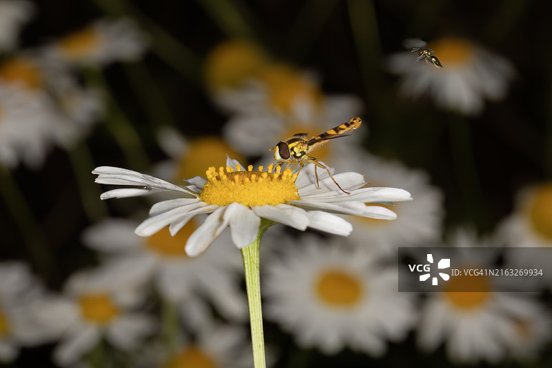昆虫在花上的特写图片素材