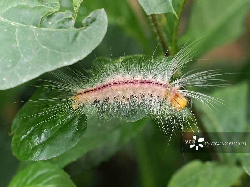潮湿植物的特写图片素材