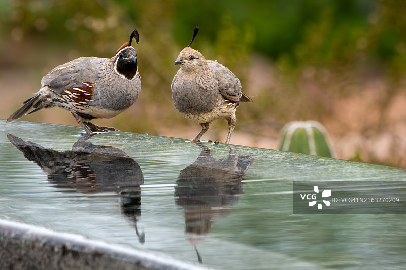 栖息在湖上的鸟类特写，美国亚利桑那州凤凰城图片素材