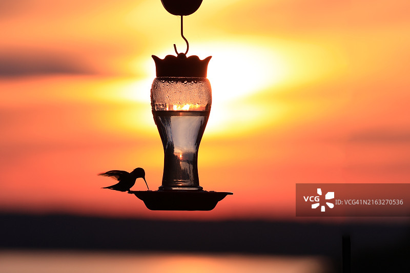 美国伊利诺伊州奥尔顿，日落时蜂鸟栖息在喂食器上的剪影图片素材