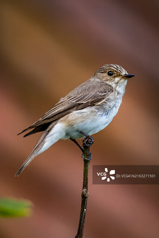 特写：鸣禽，英国斯托克布里奇图片素材